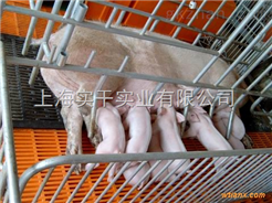 300公斤生猪秤_300公斤生猪秤供应/厂家