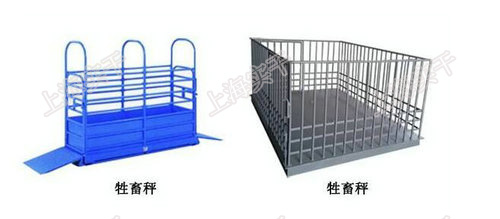 带围栏牲畜电子秤