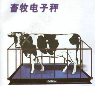 称活牛秤